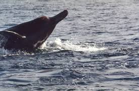 Arnoux’s beaked whales